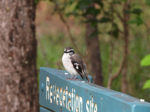 White-browed Robin (Poecilodryas superciliosa), photo 2