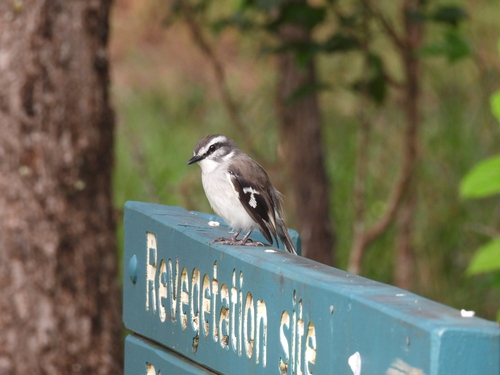 White-browed Robin (Poecilodryas superciliosa), photo 1