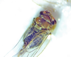 Gyropsylla ilecis