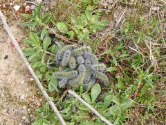 Thaumetopoea herculeana