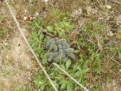 Thaumetopoea herculeana