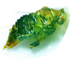 Gyropsylla ilecis