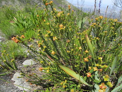 Penaea cneorum cneorum