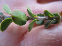 Penaea cneorum cneorum