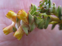 Penaea cneorum cneorum