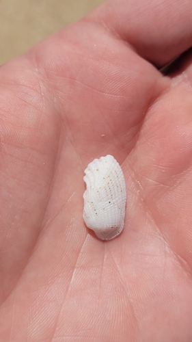 Barbatia divaricata observed 2026-04-04