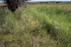 Berkheya onopordifolia