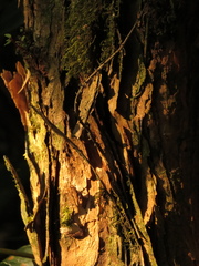 Andesanthus lepidotus