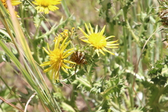Berkheya onopordifolia