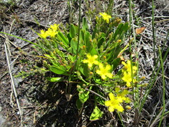 Villarsia capensis