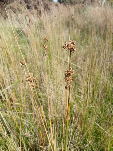 austral rush (Juncus australis)