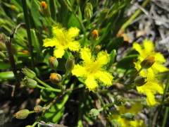 Villarsia capensis