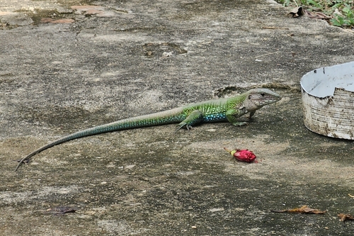 Giant Ameiva