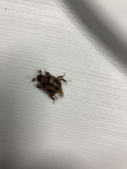 Bolbocerosoma confusum