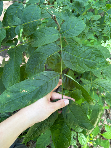 black ash (Fraxinus nigra)