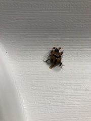 Bolbocerosoma confusum