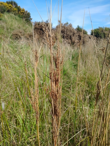 Broom Rush (Juncus sarophorus)