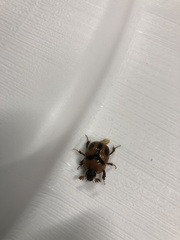 Bolbocerosoma confusum