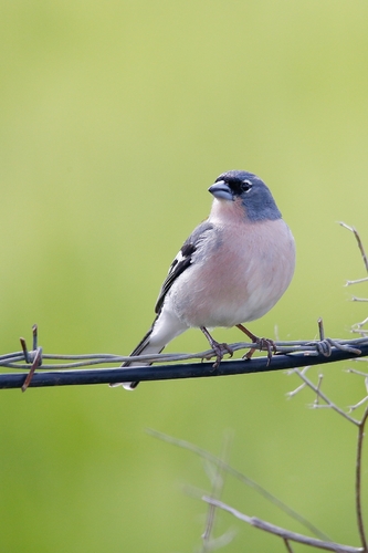 African Chaffinch