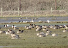 Anser albifrons flavirostris