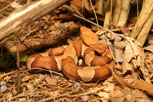 Broad-banded Copperhead