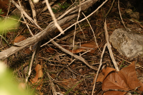 Broad-banded Copperhead