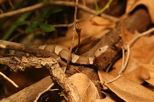 Broad-banded Copperhead