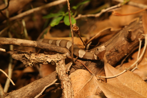 Broad-banded Copperhead