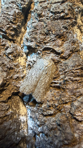 Acleris maximana