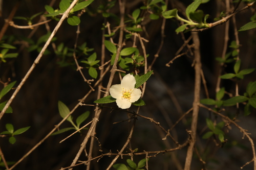 Philadelphus texensis, photograph 5