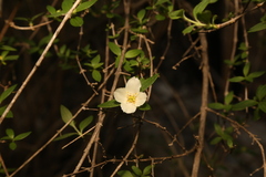 Philadelphus texensis, photograph (c) Reid Hardin, some rights reserved (CC BY)