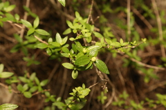 Philadelphus texensis, photograph (c) Reid Hardin, some rights reserved (CC BY)