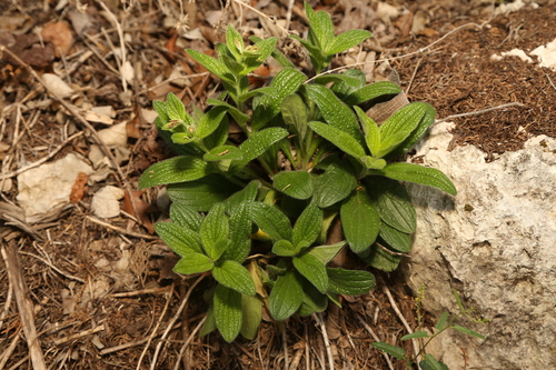 Heller's marbleseed (Lithospermum helleri)