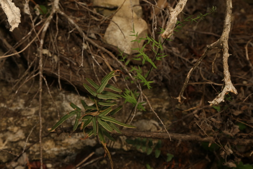 purple-stem cliffbrake (Pellaea atropurpurea)