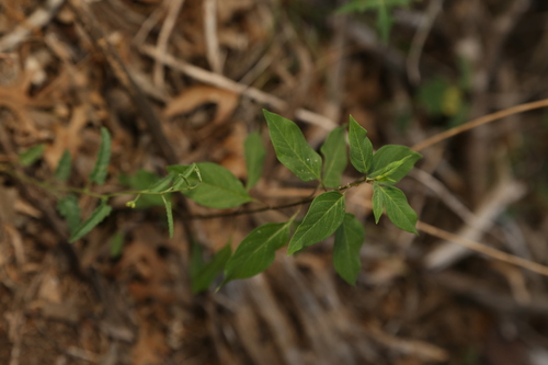 Texas milkweed (Asclepias texana)