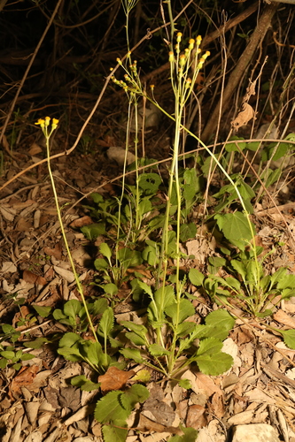 roundleaf ragwort (Packera obovata)