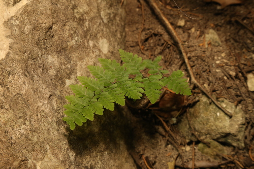 Alabama lipfern (Myriopteris alabamensis)