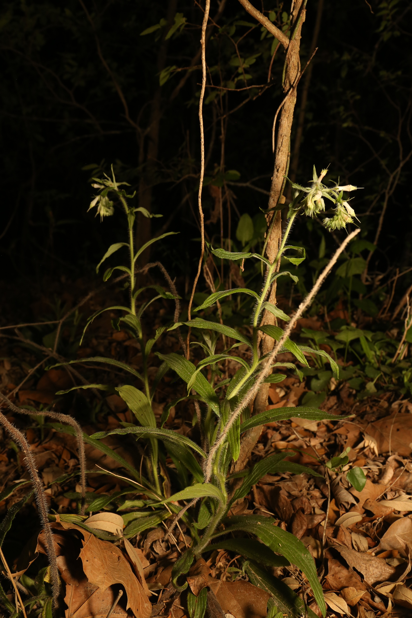 Soft-Hair Marbleseed (Lithospermum bejariense)