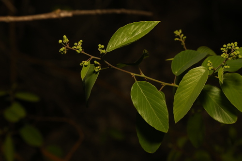 Alabama Supplejack (Berchemia scandens)