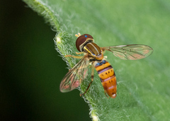 Toxomerus pulchellus