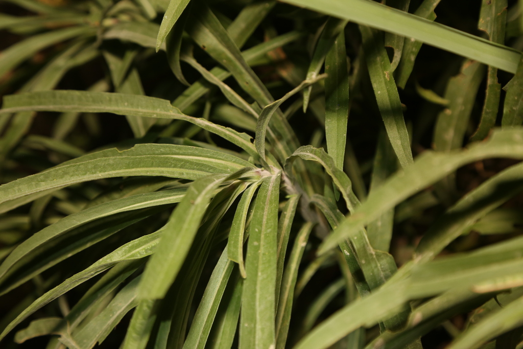 Solidago juliae; photograph (c) Reid Hardin, some rights reserved (CC BY)