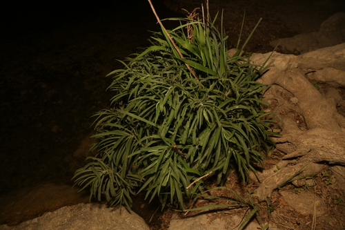 Solidago juliae, photograph 2