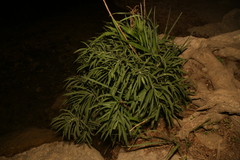 (c) Reid Hardin, some rights reserved (CC BY) Solidago juliae, photograph (c) Reid Hardin, some rights reserved (CC BY)