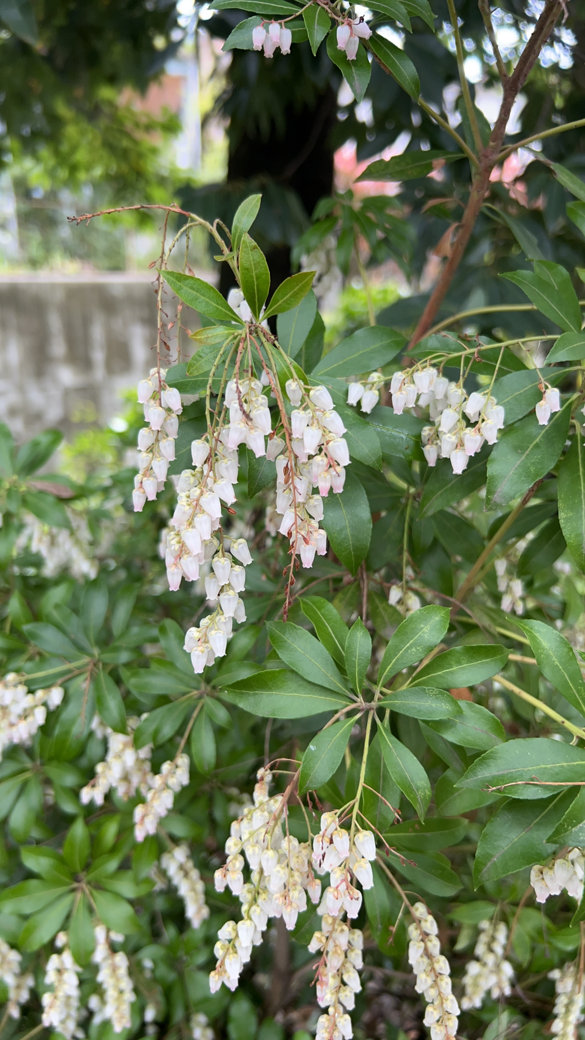 Japanese Andromeda (Pieris japonica)
