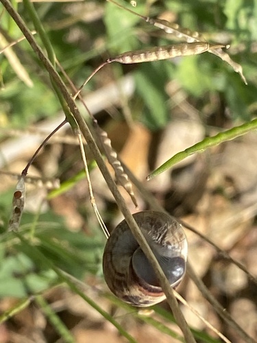 Cernuella virgata