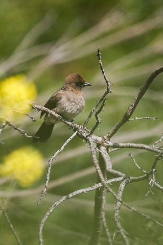 Common Bulbul