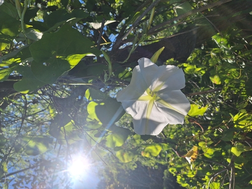 Tropical White Morning-Glory (Ipomoea alba)