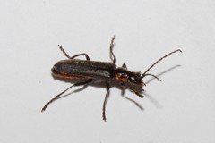 Cantharis paradoxa