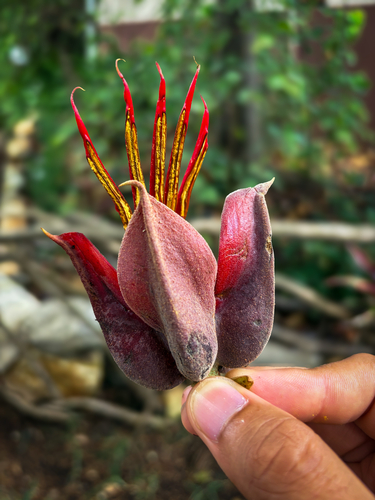 Mexican hand tree (Chiranthodendron pentadactylon)
