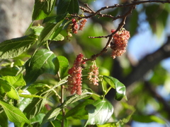 Morus celtidifolia, photograph (c) Oscar Alejandro Morales Juárez, some rights reserved (CC BY-SA)
